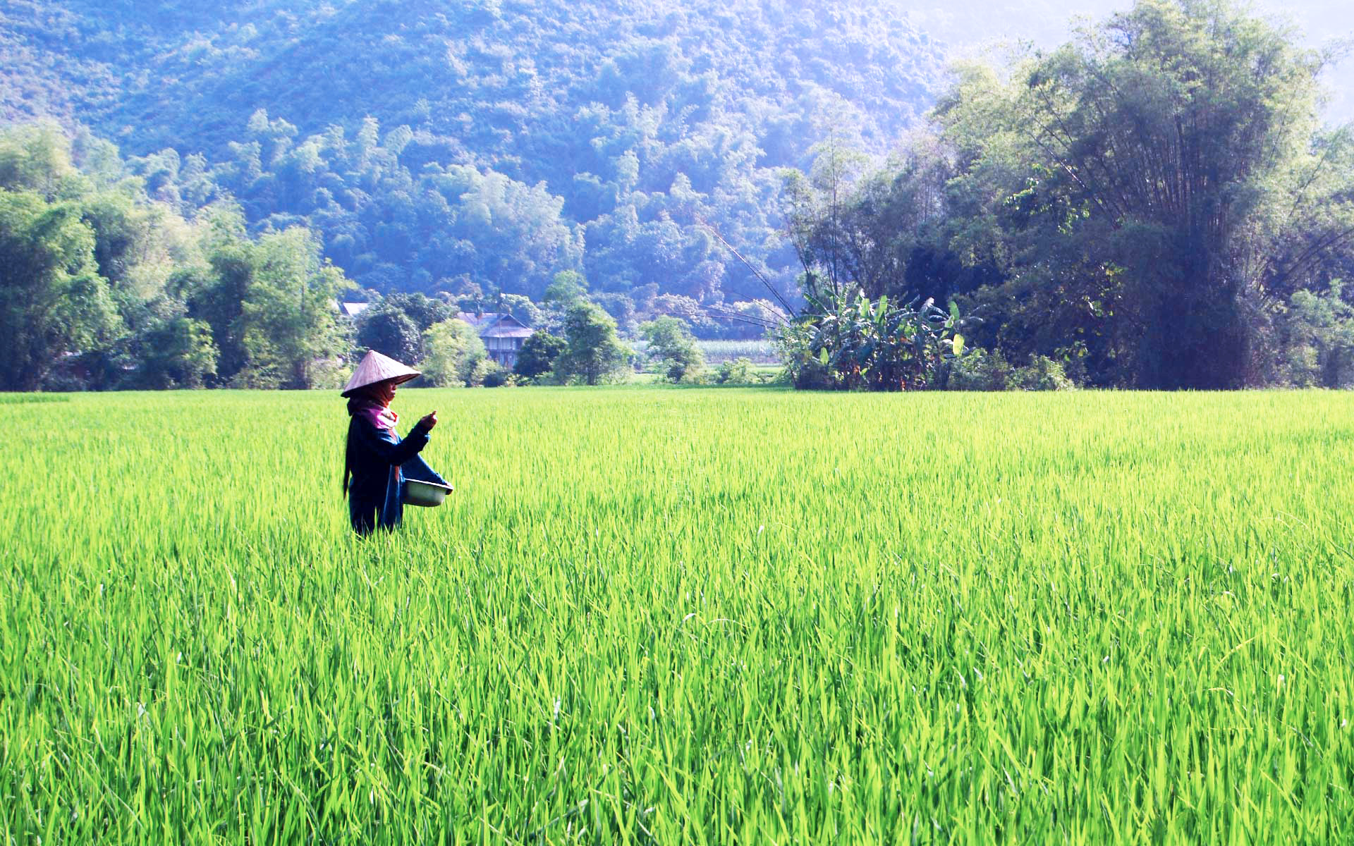 Mai Chau Rice Fields